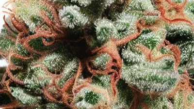 A Red Chilli Truffle Cannabis bud from Ganjacy.com