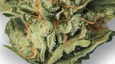 A Runtz Cali Cannabis bud from Ganjacy.com