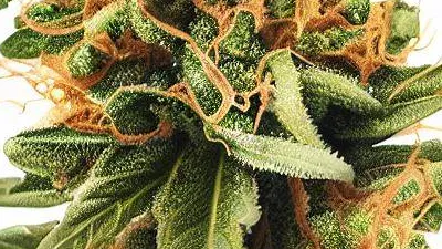 Runtz cannabis bud from Treez on Deck Pattaya on Ganjacy.com