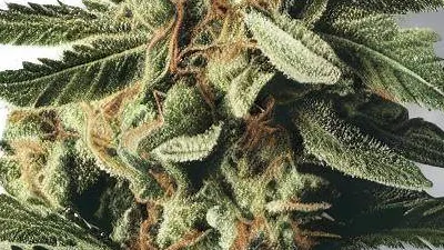 An S-Class Cannabis bud from Ganjacy.com
