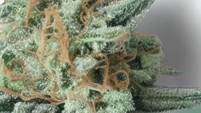 A Sour Diesel Cannabis bud from Ganjacy.com