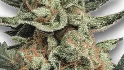 A Tally Mon Cannabis bud from Ganjacy.com