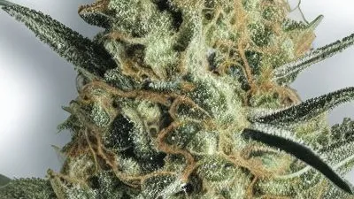 An Ursa Major Cannabis bud from Ganjacy.com