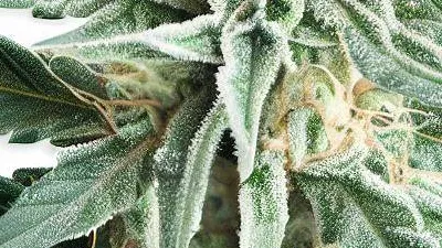 Picture of a White WeddingCannabis bud from Ganjacy.com