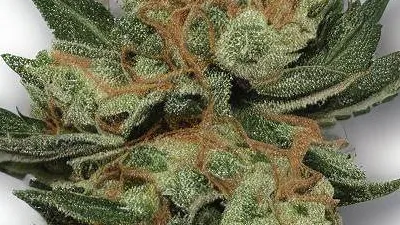 A Wild OG Cannabis bud from Ganjacy.com