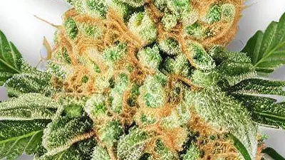 Picture of a Butter Cookie Cannabis bud from Ganjacy.com
