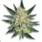 Example of Pineapple Express cannabis available for order on Ganjacy.com