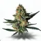 An African Cannabis bud from Ganjacy.com