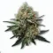 A Alien Runtz Cannabis bud from Ganjacy.com