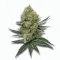 An Animal Runtz Cannabis bud from Big Bud Dispensary at Ganjacy.com