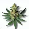 Area 41 cannabis bud at Ganjacy.com