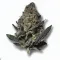 A Black Banana Cannabis bud from Ganjacy.com