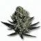 A Black Dog Cannabis bud from Ganjacy.com