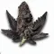 Black Gelato cannabis bud at Ganjacy.com