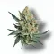 A Blow Pop Cannabis bud from Ganjacy.com