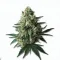 A Bruce Banner Cannabis bud from Ganjacy.com