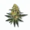 A Cali Gold Cannabis bud from Ganjacy.com