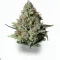 A Candy Dream Cannabis bud from Ganjacy.com