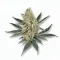 A Charlotte's Angel Cannabis bud from Ganjacy.com