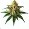 Cheese cannabis bud from Treez on Deck Pattaya on Ganjacy.com