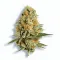 A Citrus Tsunami Cannabis bud from Ganjacy.com