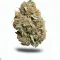 A Critical + Cannabis bud from Ganjacy.com