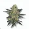 A Divine Storm Cannabis bud from Ganjacy.com