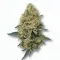 A Donkey Butter Cannabis bud from Ganjacy.com