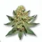 Full Gas cannabis bud from Smokers cannabis resort Pattaya on Ganjacy.com