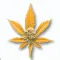 Golden Poppy cannabis bud from Smokers cannabis resort Pattaya on Ganjacy.com