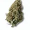 A Hardcore OG Cannabis bud from Ganjacy.com