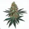 Picture of a Military Chocolate Cannabis bud from Ganjacy.com