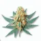Peach Gasoline cannabis bud at Ganjacy.com