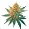 A Mandarine Sunset Cannabis bud from Ganjacy.com