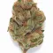 An Alienz Cannabis bud from Ganjacy.com