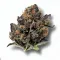 A Black Cherry Punch Cannabis bud from Ganjacy.com