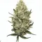 Order Diesel cannabis at Ganjacy.com