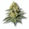 A Marathon OG Cannabis bud from Ganjacy.com