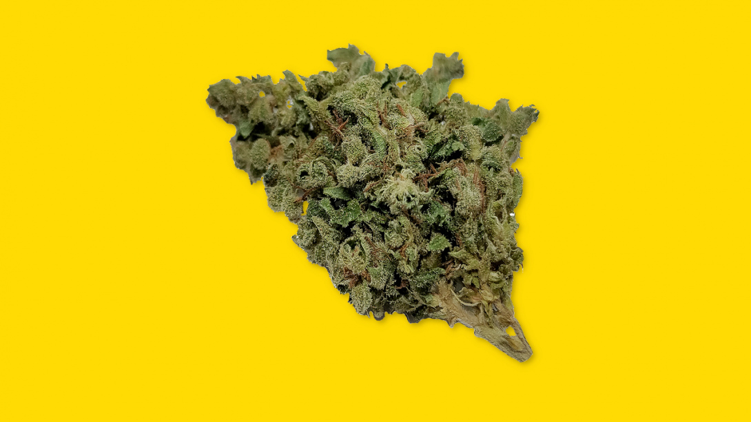 A Cannabis Bud against a Yellow Background